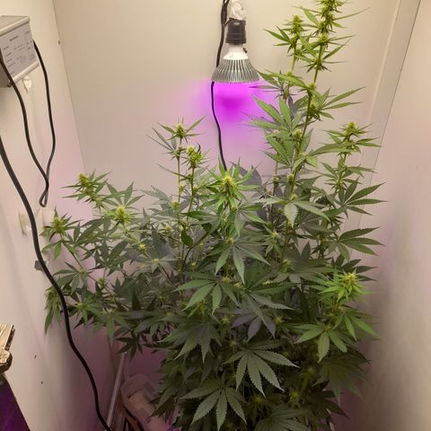 Colombian Gold growlog timeline photo