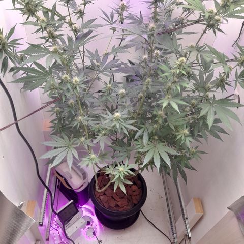 Colombian Gold growlog photo: Troca de folhagem por casca de pinus no solo.