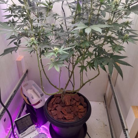Colombian Gold growlog photo: Troca de folhagem por casca de pinus no solo.