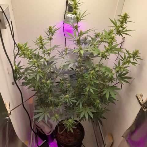 Colombian Gold growlog photo: Troca de folhagem por casca de pinus no solo.