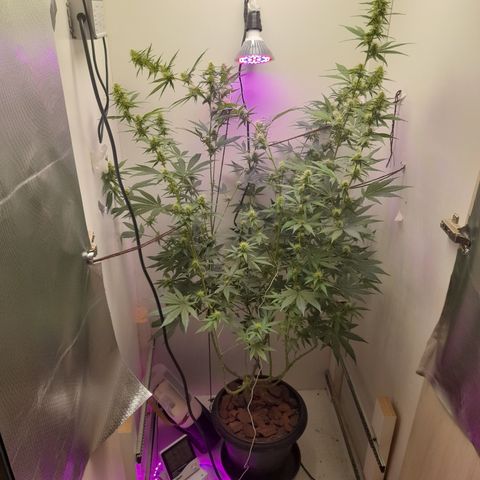 Colombian Gold growlog timeline photo