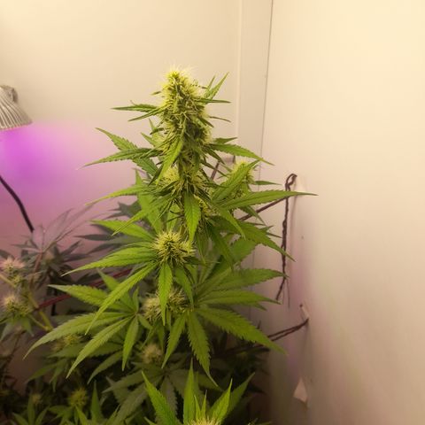Colombian Gold growlog timeline photo