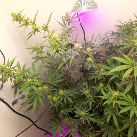 Colombian Gold growlog timeline photo