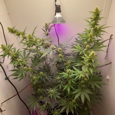 Colombian Gold growlog timeline photo