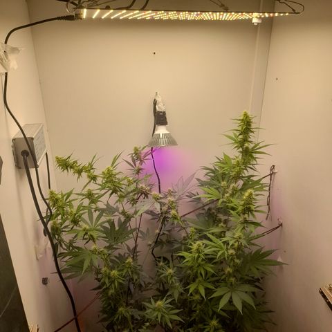 Colombian Gold growlog timeline photo
