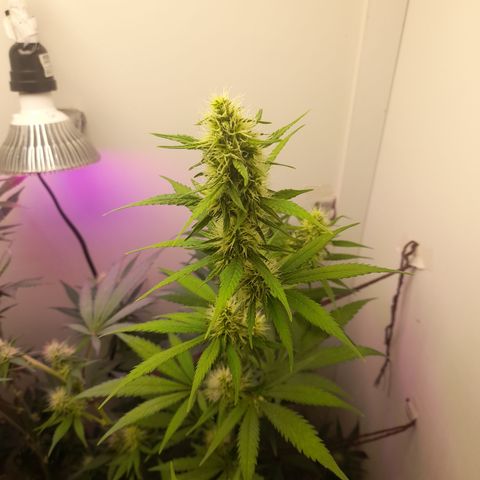 Colombian Gold growlog timeline photo