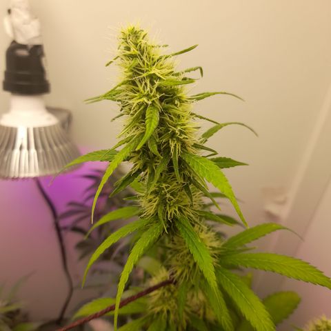 Colombian Gold growlog timeline photo