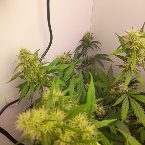 Colombian Gold growlog timeline photo
