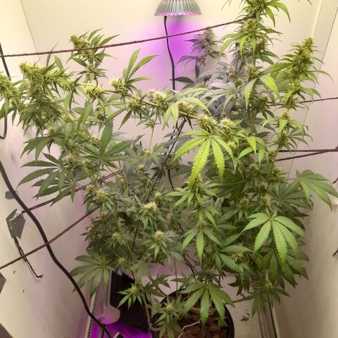 Colombian Gold growlog timeline photo