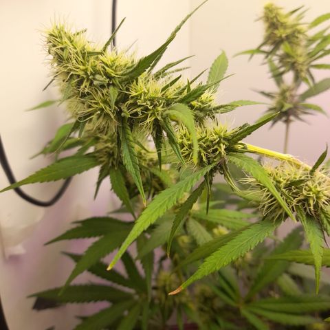 Colombian Gold growlog timeline photo