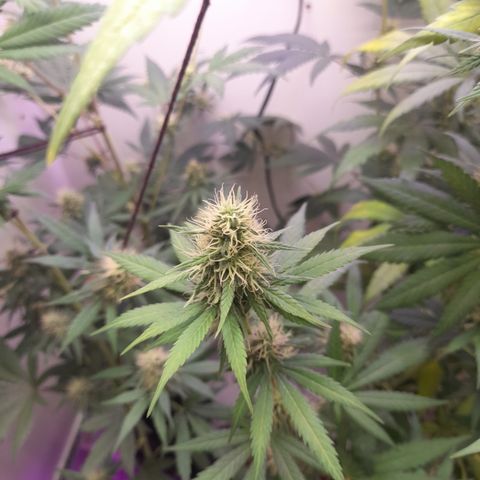 Colombian Gold growlog timeline photo