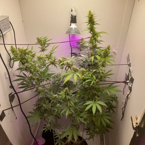 Colombian Gold growlog timeline photo