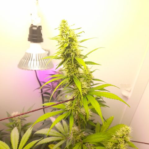 Colombian Gold growlog timeline photo