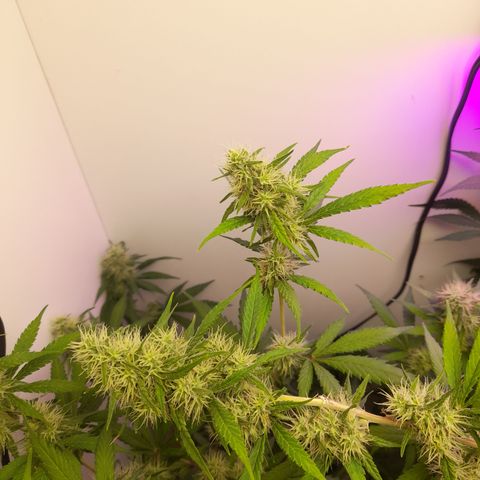 Colombian Gold growlog timeline photo