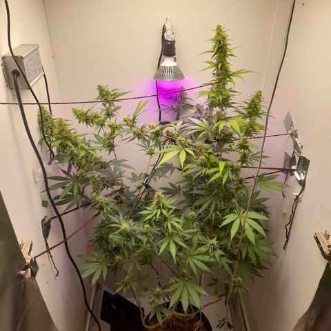 Colombian Gold growlog timeline photo