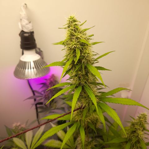 Colombian Gold growlog timeline photo