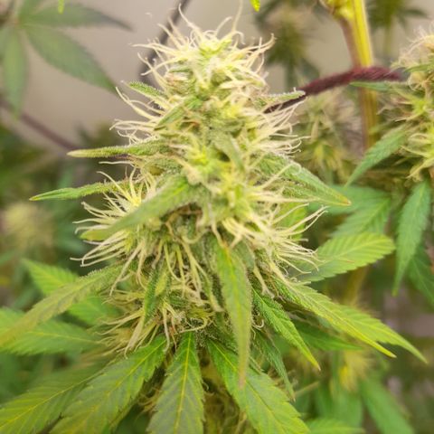 Colombian Gold growlog timeline photo