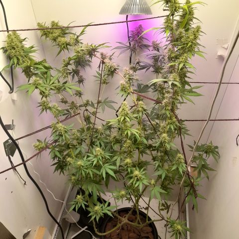 Colombian Gold growlog timeline photo