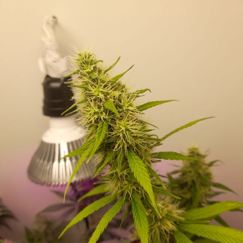 Colombian Gold growlog timeline photo