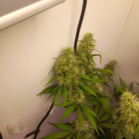 Colombian Gold growlog photo: Agua pura 1,5 l