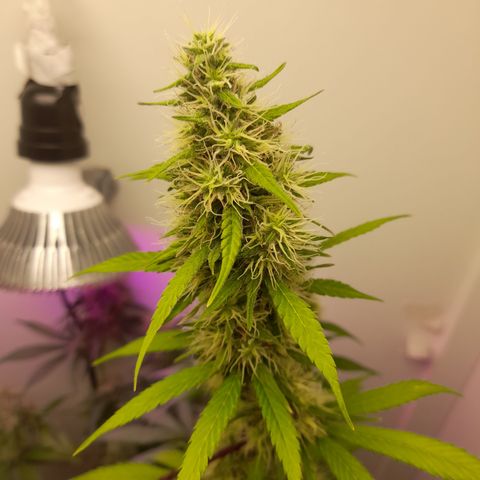 Colombian Gold growlog photo: Agua pura 1,5 l