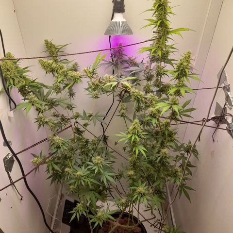 Colombian Gold growlog photo: Agua pura 1,5 l