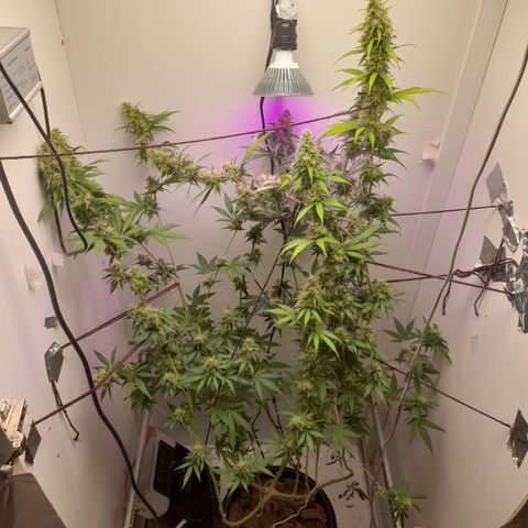 Colombian Gold growlog photo: Agua pura !