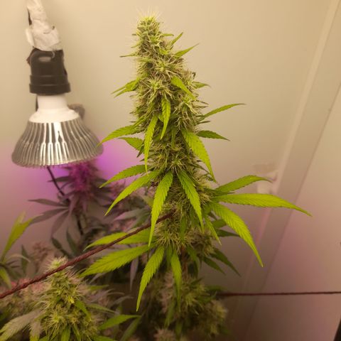 Colombian Gold growlog photo: Agua pura !