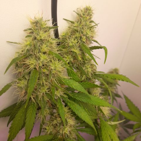 Colombian Gold growlog photo: Agua pura !