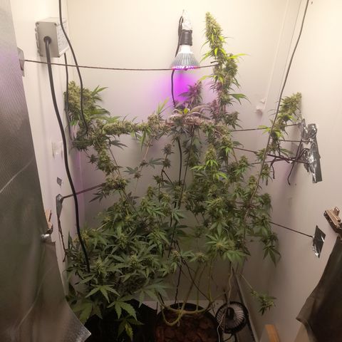Colombian Gold growlog timeline photo