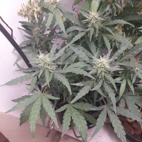 Colombian Gold growlog timeline photo