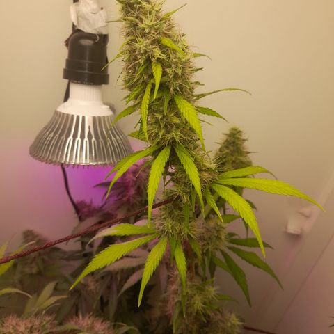 Colombian Gold growlog timeline photo