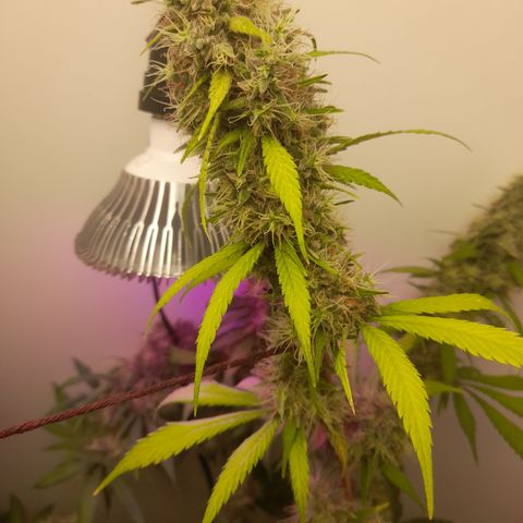 Colombian Gold growlog timeline photo