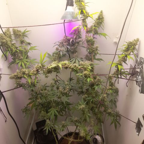 Colombian Gold growlog timeline photo