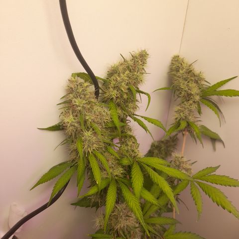 Colombian Gold growlog timeline photo