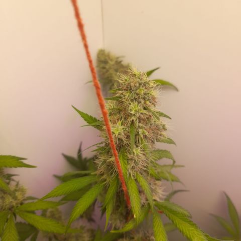 Colombian Gold growlog timeline photo