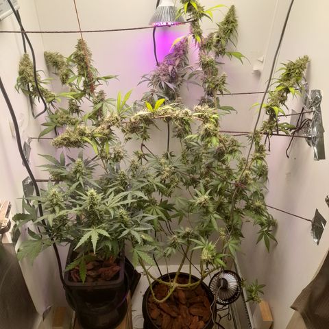Colombian Gold growlog timeline photo