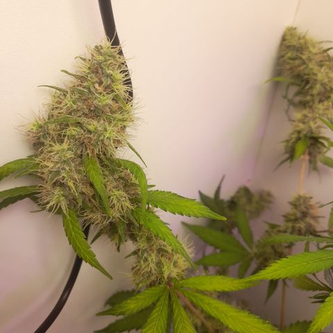 Colombian Gold growlog timeline photo