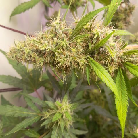 Colombian Gold growlog timeline photo