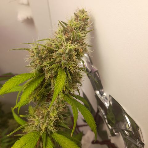 Colombian Gold growlog timeline photo