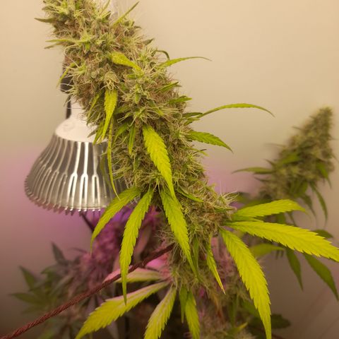 Colombian Gold growlog timeline photo