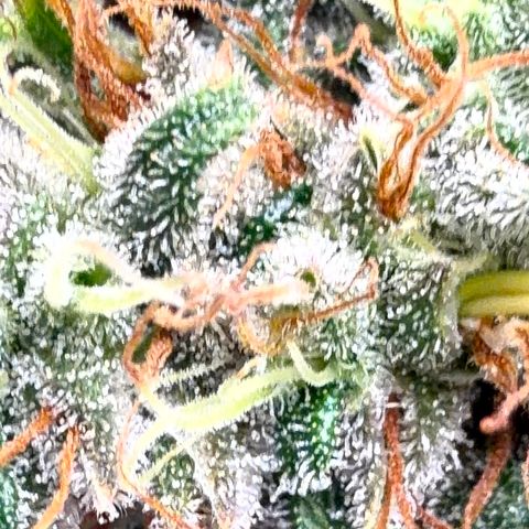 Colombian Gold growlog timeline photo