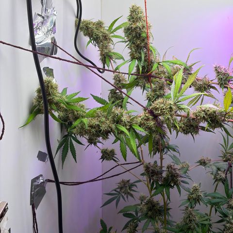 Colombian Gold growlog timeline photo