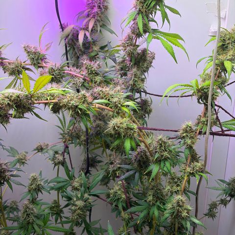 Colombian Gold growlog timeline photo