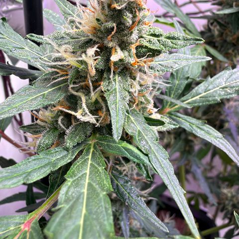 Colombian Gold growlog timeline photo