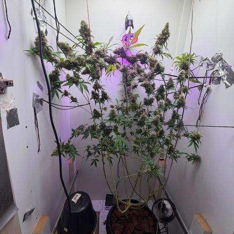 Colombian Gold growlog timeline photo
