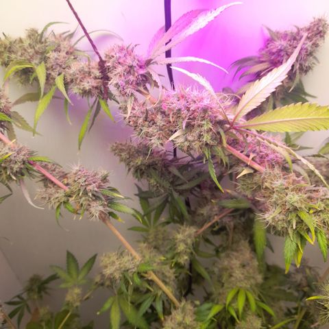 Colombian Gold growlog timeline photo