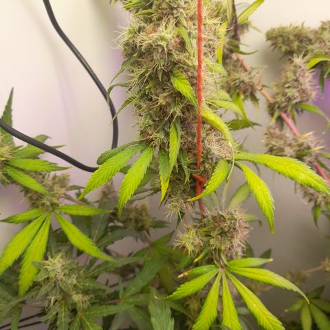 Colombian Gold growlog timeline photo