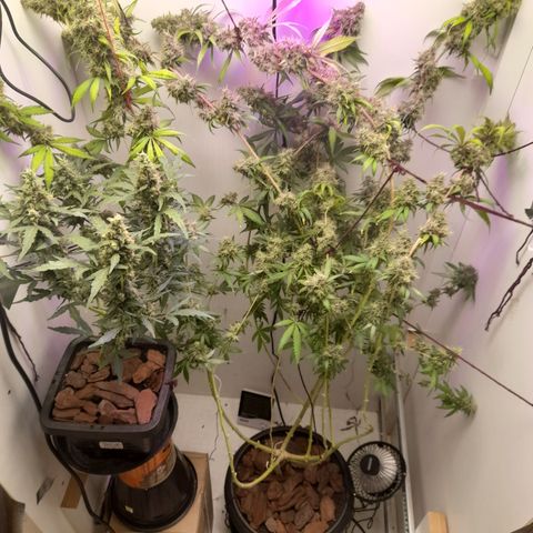Colombian Gold growlog timeline photo
