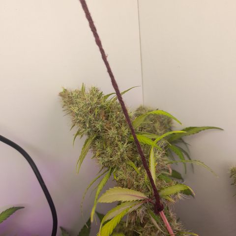 Colombian Gold growlog timeline photo